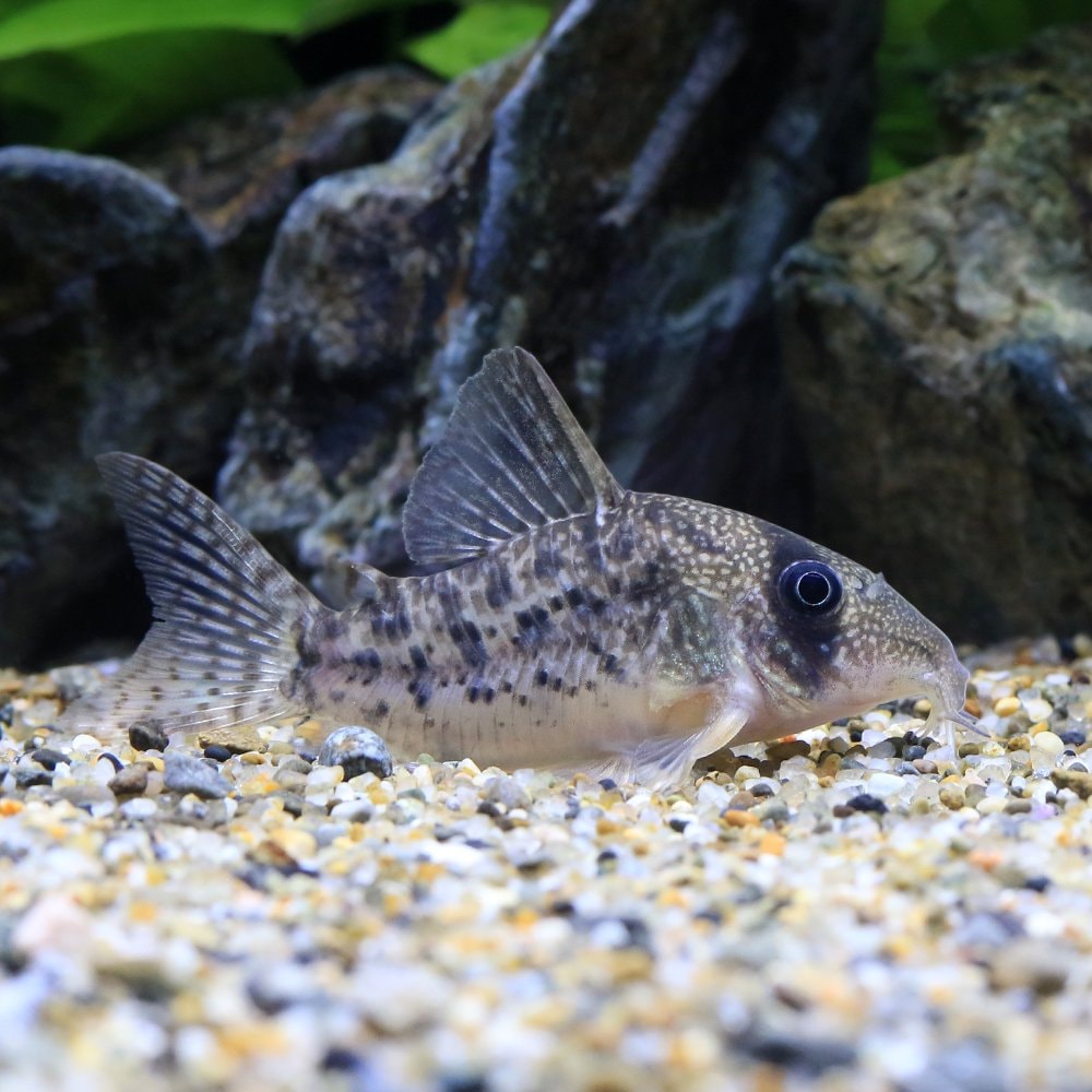 （熱帯魚）コリドラス・タイガーアンチェスター（ワイルド）（１匹）　北海道・九州航空便要保温　ＣＲＣ13―36―20―00―00