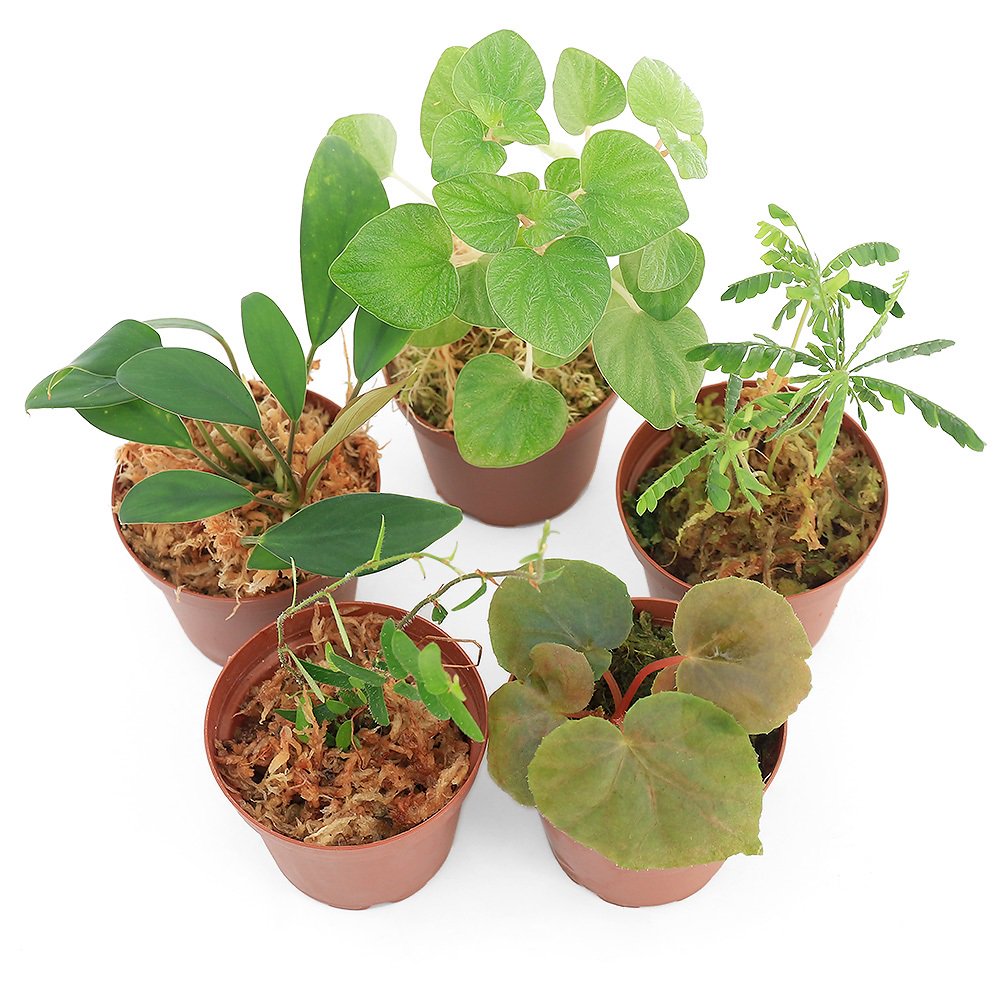 （テラリウム）おまかせ熱帯植物（３ポット）　ＣＲＣ12―88―01―00―00