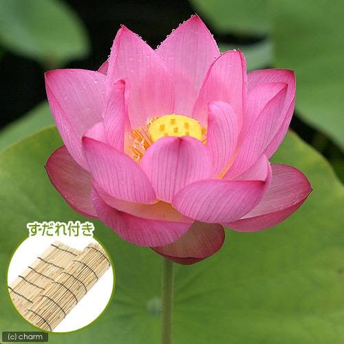 （ビオトープ）蓮　ハス（桃）　大賀蓮（オオガハス）（１ポット）　すだれ付き　ＣＲＣ12―10―30―20―30