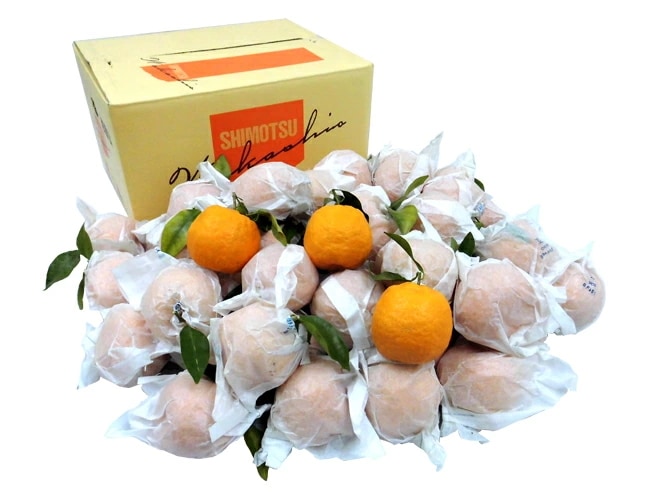 和歌山産 =葉付きぽんかん= 秀品 50-72玉前後 約8kg ポンカン予約 2月中旬以降