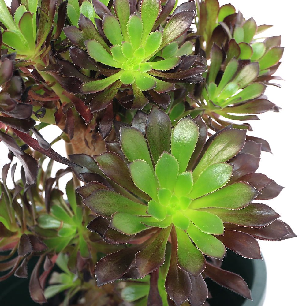 （多肉植物）アエオニウム　黒法師（クロホウシ）　綴化　５号（１鉢）　ＣＲＣ15―60―15―00―00