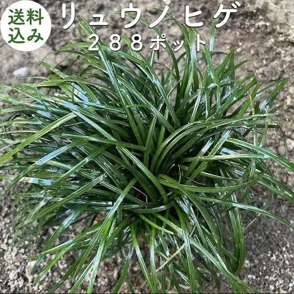 リュウノヒゲ（竜の髭）９cmポット ２８８株 産地直送 グランドカバー 玉竜 タマリュウ 苗