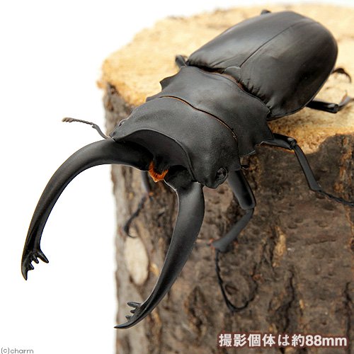 （昆虫）アルケスツヤクワガタ　カタンドゥアネス産　成虫　ＷＤ　９０ー９４ｍｍ（１ペア）　北海道・九州航空便要保温　ＣＲＣ18―25―20―30―10