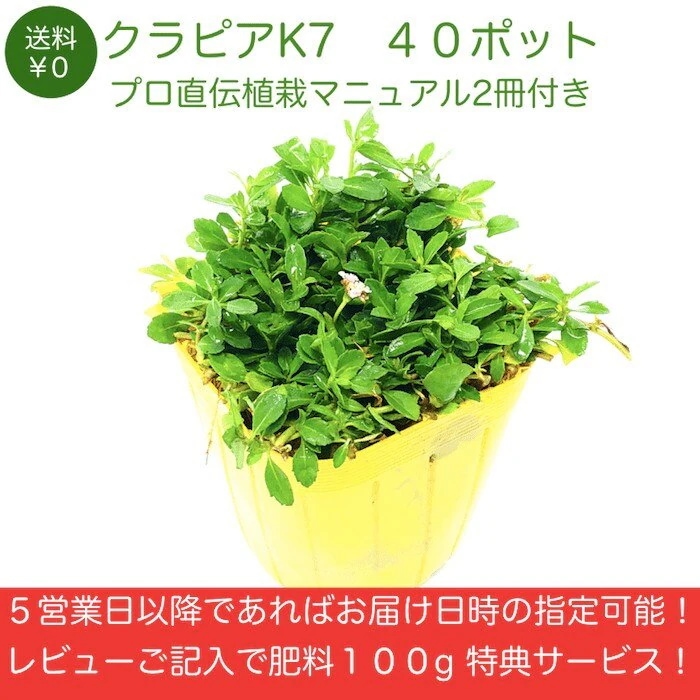 クラピア K7 (白) 9cmポット苗 40鉢セット 完全植栽マニュアル付き