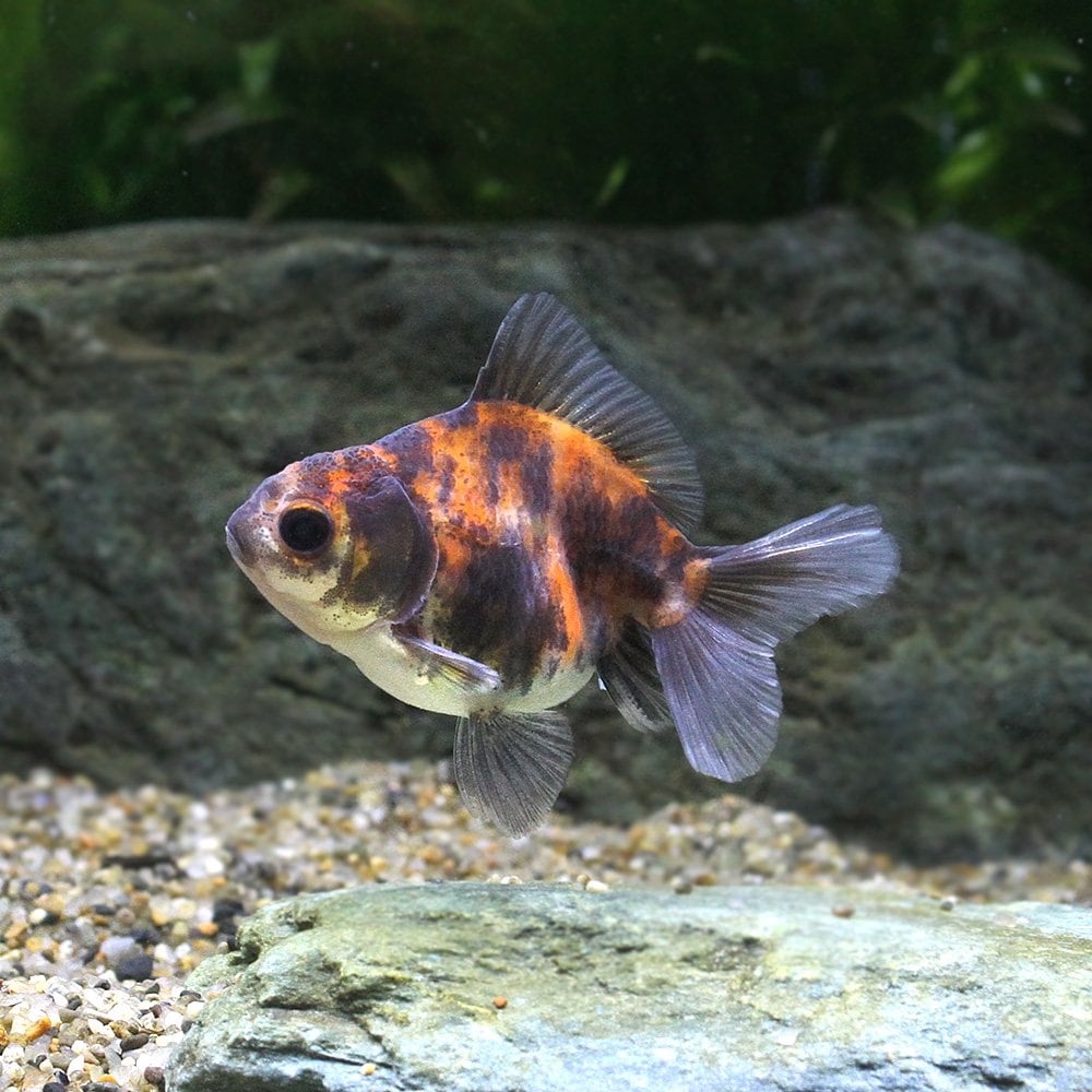 （金魚）ローズテールオランダ　変わり柄　当歳（タイ産）（３匹）　ＣＲＣ60―15―40―10―00