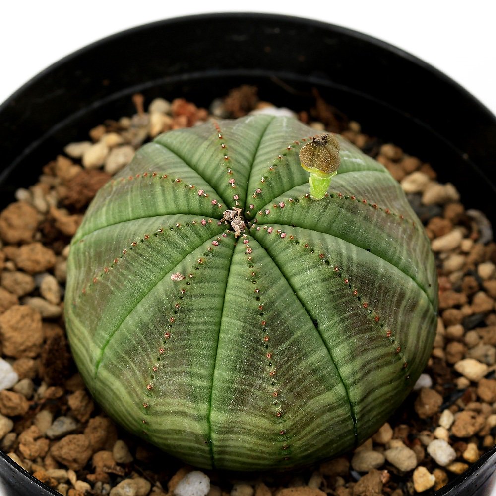 （多肉植物）ユーフォルビア　オベサ　雌株　３号（１鉢）　ＣＲＣ15―60―60―00―00