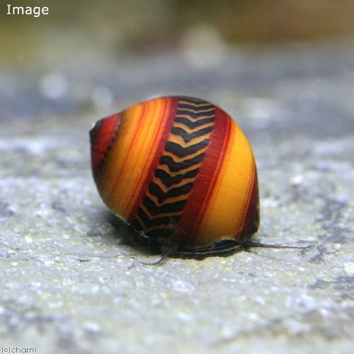 （エビ・貝）ゴシキカノコ貝（１０匹）　北海道・九州航空便要保温　ＣＲＣ13―80―11―00―00