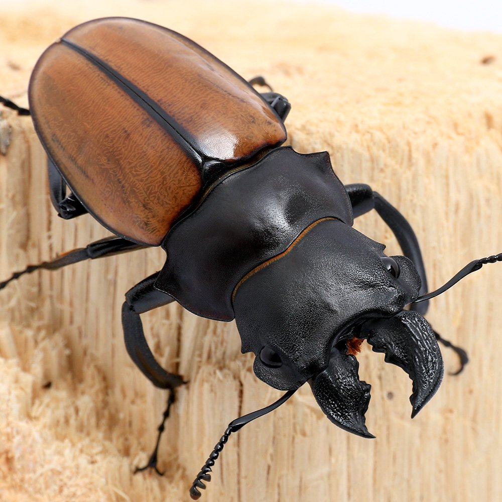 （昆虫）ガゼラツヤクワガタ　スマトラ　ベンクール産　成虫　ＷＤ　５５ー５９ｍｍ（１ペア）　ＣＲＣ18―25―20―30―10