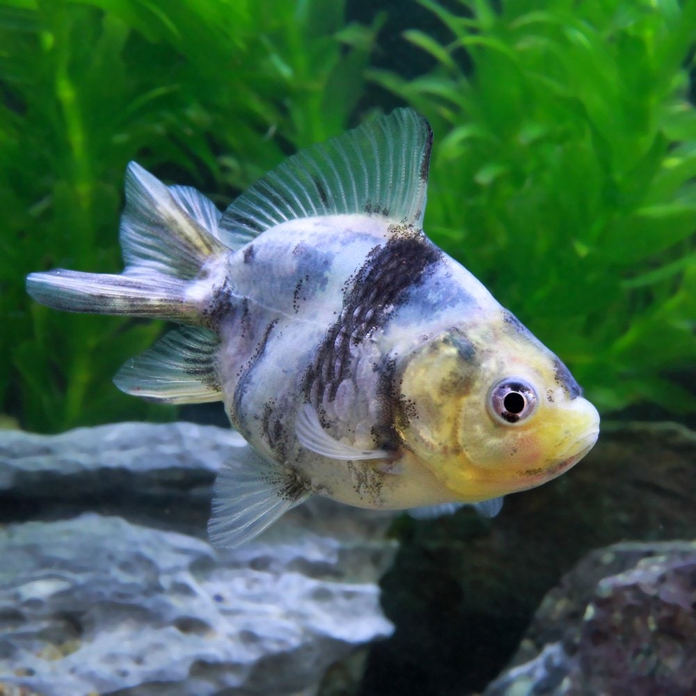 （国産金魚）白黒オランダ獅子頭　ショートテール　薩摩産（３匹）　ＣＲＣ60―15―40―30―00