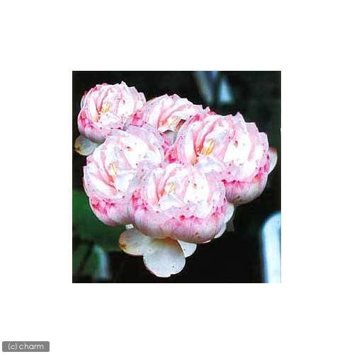 （ビオトープ）蓮　ハス（白）　多頭蓮（タトウレン）（１ポット）　ＣＲＣ15―10―30―30―10 5,614円