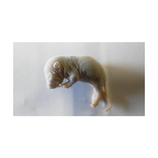 冷凍ピンクラット (約10g) 600匹入り【クール便発送】 両生類 猛禽類 爬虫類 肉食 肉 ヘビ トカゲ マウス ネズミ ラット 鼠 ねずみ エサ 餌 フード