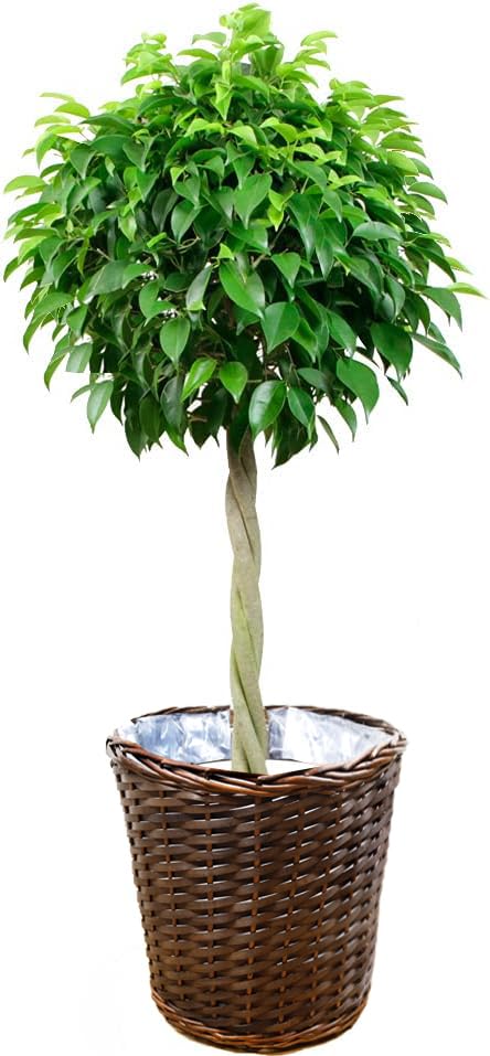 観葉植物 ベンジャミン・スタンダード 8号 【鉢カバー付】