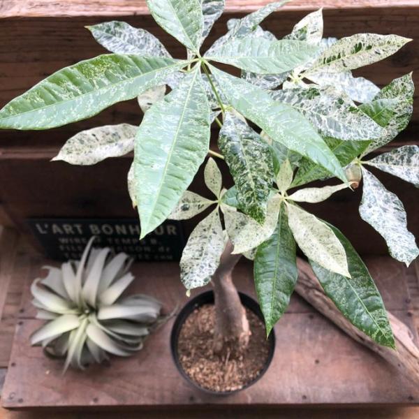パキラ 斑入り葉 ミルキーウェイ接ぎ木（6号）観葉植物/パキラ ミルキーウェイ
