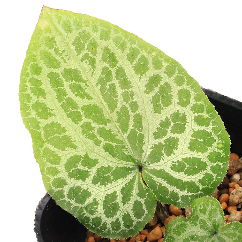 （山野草）カンアオイ（寒葵）アサルムｓｐ．亀甲　ベトナム産　３号（１ポット）　古典園芸　ＣＲＣ15―35―40―00―00