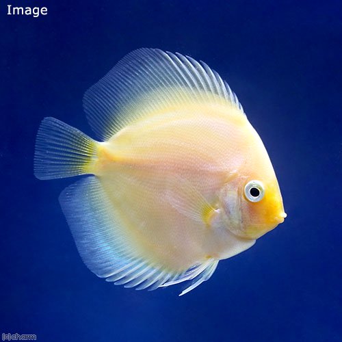 （熱帯魚）ホワイトダイヤモンド・ディスカス（Ｓサイズ）（１匹）　北海道・九州航空便要保温　ＣＲＣ13―31―10―00―00
