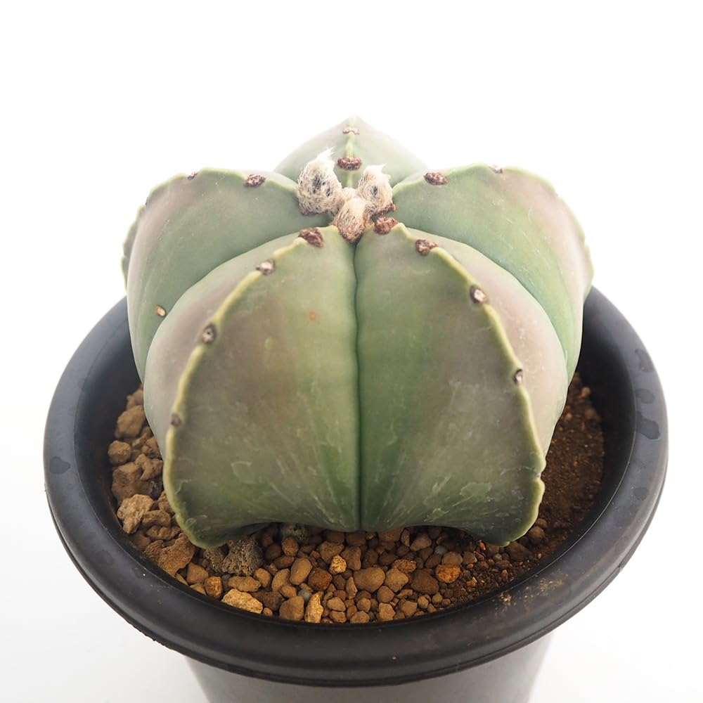 ＩＴＡＮＳＥ サボテン アストロフィツム ヘキラン 碧瑠璃鸞鳳玉(へきるりらんぽうぎょく) 5号 1個【品種で選べる多肉植物】学名：Astrophytum myriostigma var. nudum