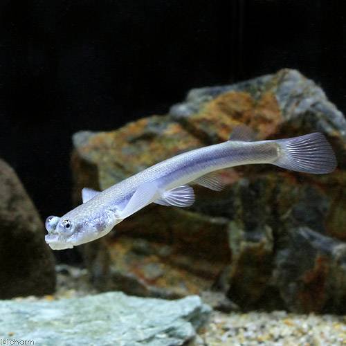 （熱帯魚）ヨツメウオ（１匹）　北海道・九州航空便要保温　ＣＲＣ13―52―00―00―00