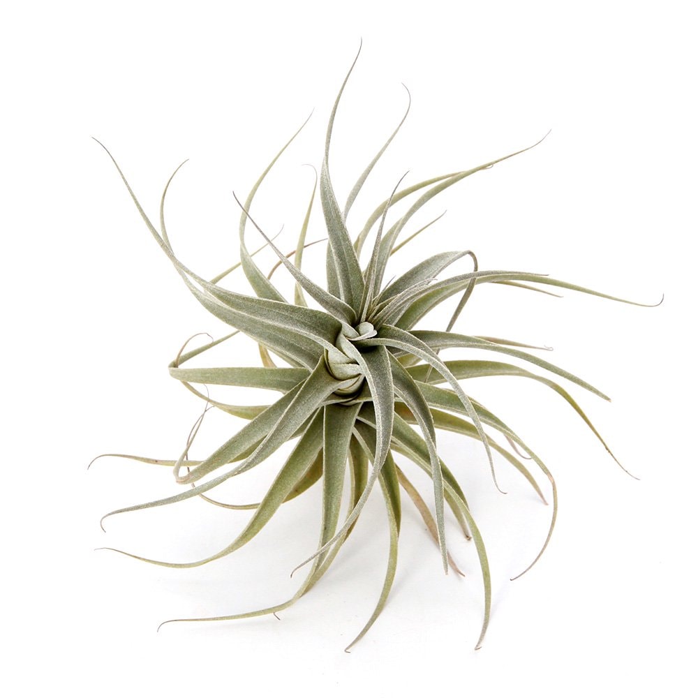 （観葉植物）エアープランツ　チランジア　ウェルデルマニィ（１株）　ＣＲＣ15―50―10―00―00