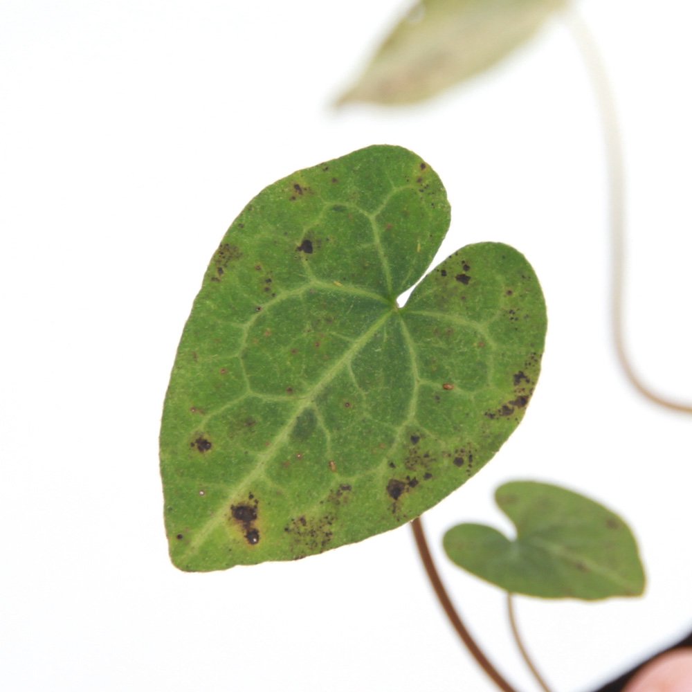 （山野草）カンアオイ（寒葵）アサルムｓｐ．シネンシス（Ａｓａｒｕｍ　ｓｐ．ｃｈｉｎｅｎｓｉｓ）台湾産　３号（１ポット）古典園芸　ＣＲＣ15―35―40―00―00
