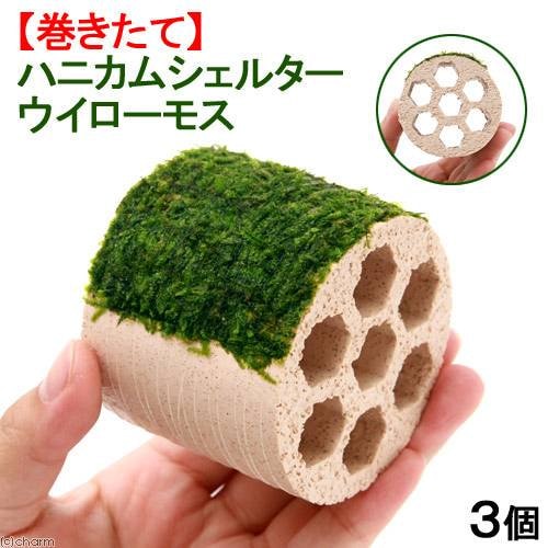（水草）巻きたて　ハニカムシェルター　ウィローモス（水中葉）（無農薬）（３個）　北海道航空便要保温　ＣＲＣ12―18―15―25―00