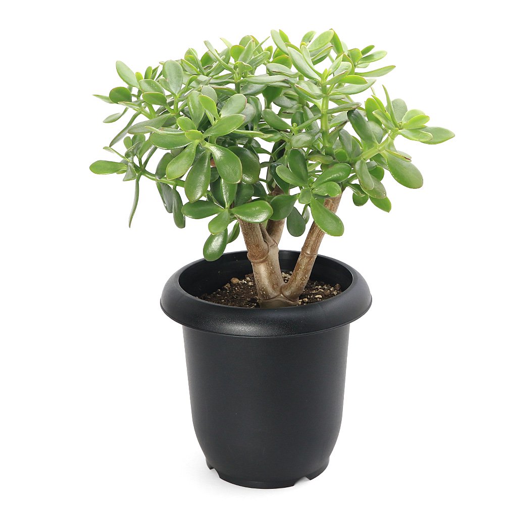 （多肉植物）クラッスラ　花月（金のなる木）　８号（１鉢）　ＣＲＣ15―60―35―00―00