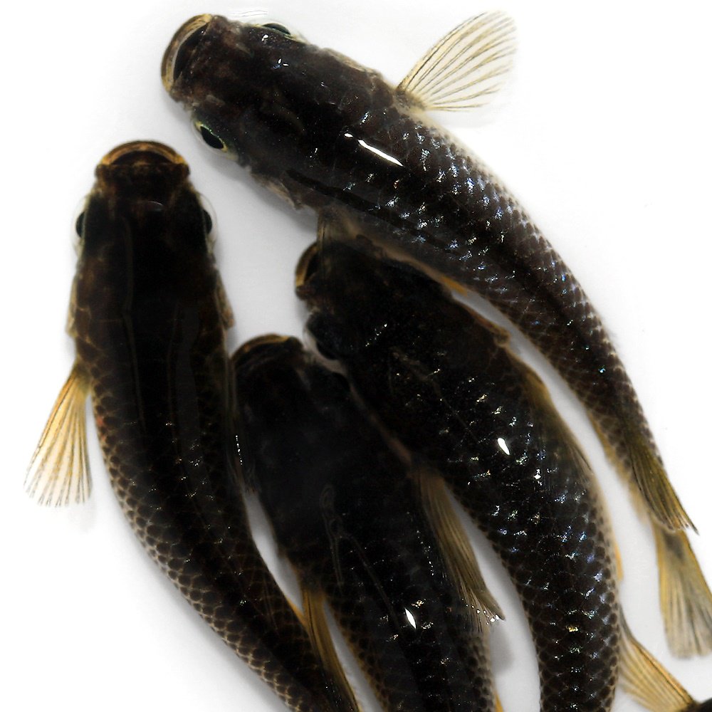 （めだか）令和ミッドナイトフリルメダカ　メダカ屋サバンナブリード（３匹）　北海道・九州航空便要保温　ＣＲＣ60―20―22―40―10