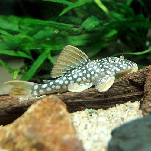 （熱帯魚）ゴールドエッジ・マグナムプレコ（ワイルド）（１匹）　北海道航空便要保温　ＣＲＣ13―44―50―00―00