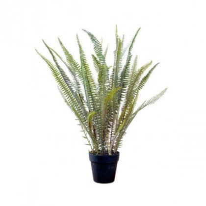 80978 ボストンファーン