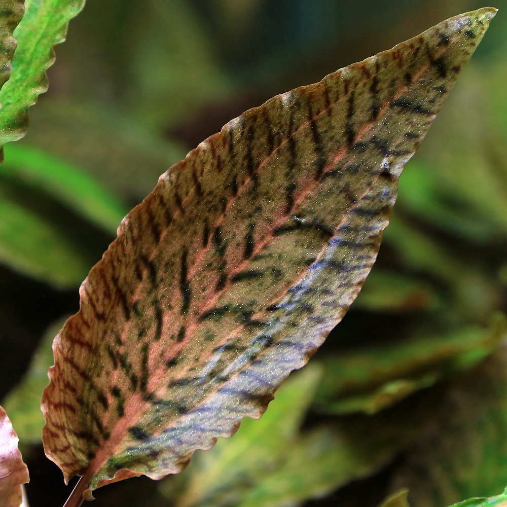 （水草）クリプトコリネ　ヌーリー　ピンクエッジ（水中葉）（無農薬）（１株）　ＣＲＣ12―72―40―00―00