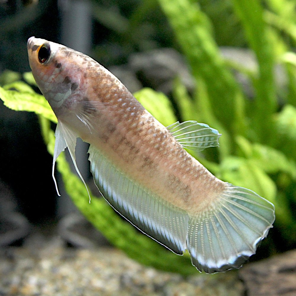 （熱帯魚）ベタ　エニサエ（ワイルド）（１ペア）　北海道・九州航空便要保温　ＣＲＣ13―32―08―00―00