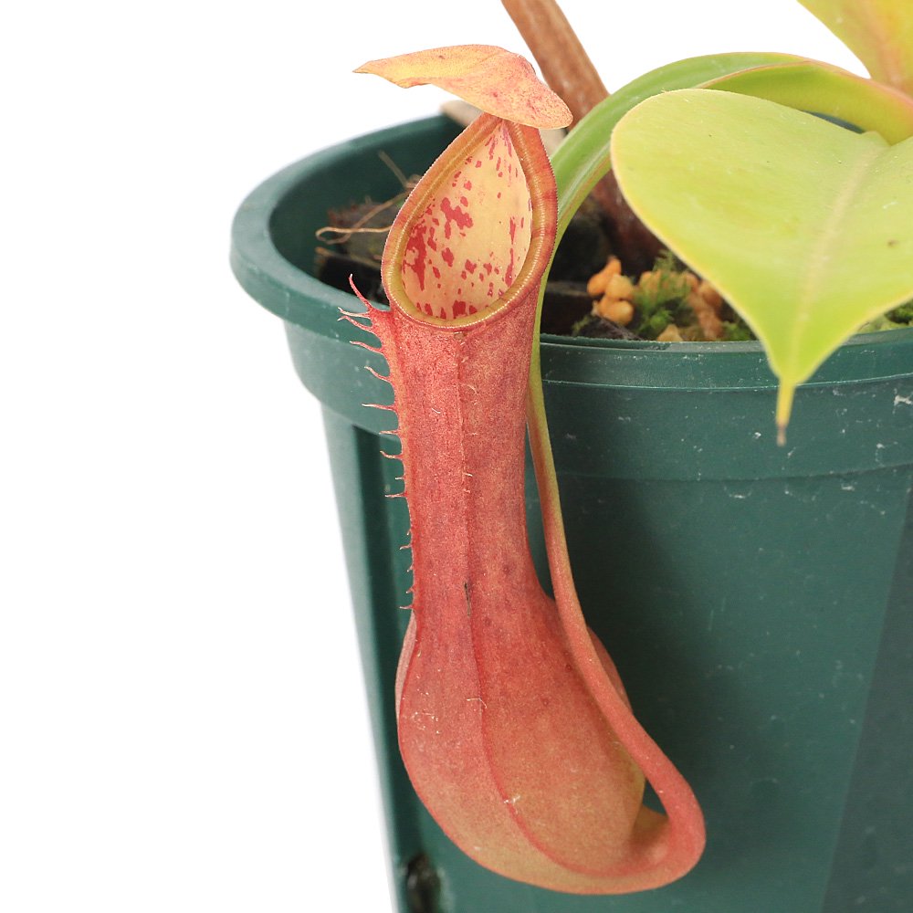(食虫植物)ウツボカズラ ネペンテス アラタ 高知 3.5号(1ポット) CRC15―40―05―00―00