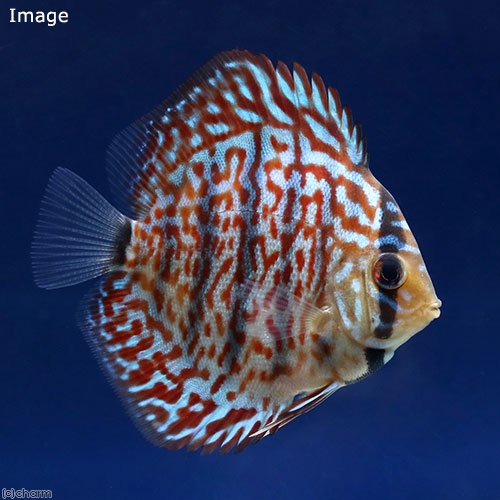 （熱帯魚）ベトナムレッドターコイズ・ディスカス（Ｓサイズ）（３匹）　北海道・九州航空便要保温　ＣＲＣ13―31―10―00―00