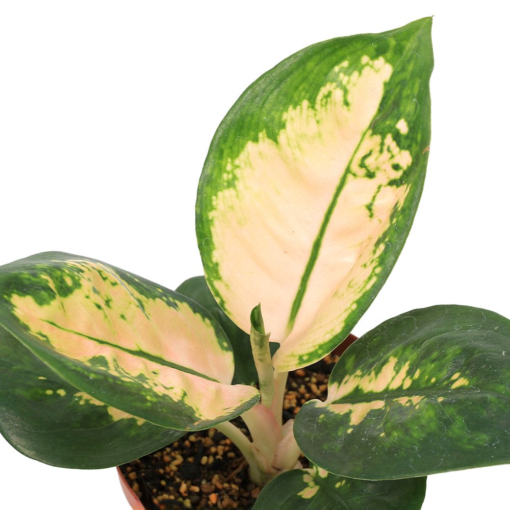 （観葉植物）アグラオネマ　スターバックス　４号（１鉢）　ＣＲＣ15―30―10―15―00