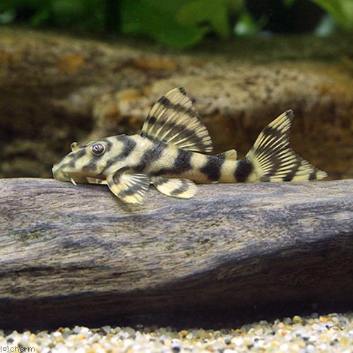 （熱帯魚）シングーブロードバンド・タイガープレコ（ワイルド）（１匹）　北海道・九州航空便要保温　ＣＲＣ13―44―20―00―00