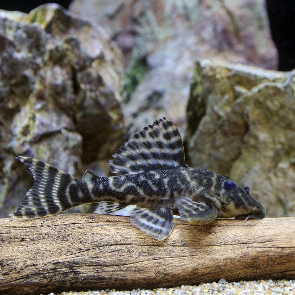 （熱帯魚）タパジョス・ガットタイガープレコ　Ｍサイズ（ブリード）（１匹）　北海道・九州航空便要保温　ＣＲＣ13―44―20―00―00
