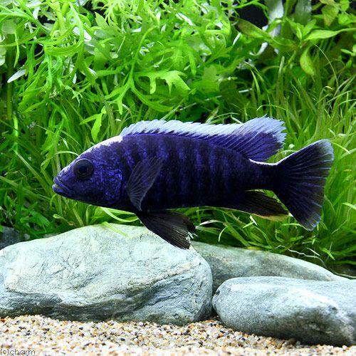 （熱帯魚）アーリー　Ｌサイズ（１２ー１６ｃｍ）（１匹）　北海道航空便要保温　ＣＲＣ13―28―52―00―00