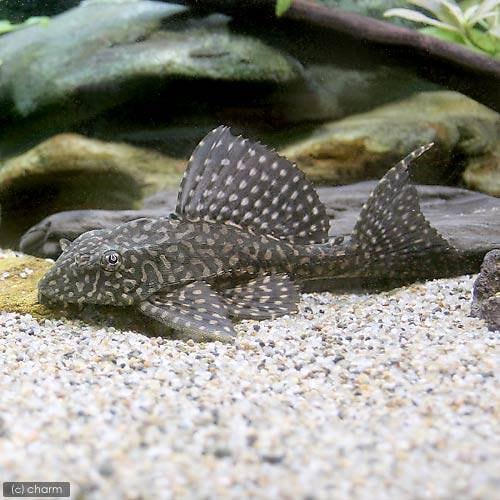 （熱帯魚）オレンジスポットセルフィン・プレコ　Ｍサイズ（ブリード）（１匹）　北海道・九州航空便要保温　ＣＲＣ13―44―60―00―00