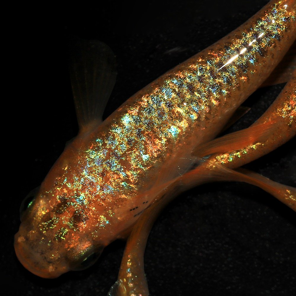 （めだか）サンシャインメダカ　普通ヒレ　メダカ屋サバンナ直系（１０匹）　ＣＲＣ60―20―22―60―00