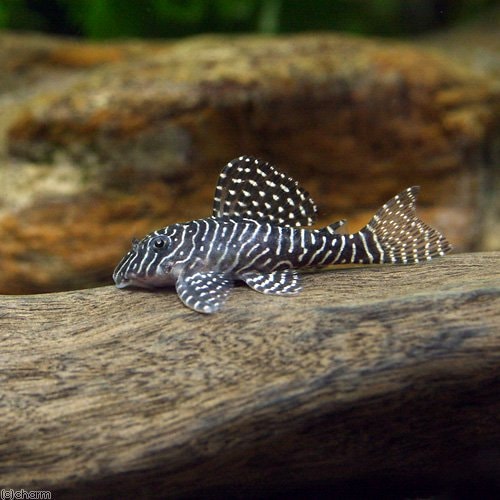 （熱帯魚）クィーンアラベスク・タイガープレコ（ブリード）（１匹）　北海道・九州航空便要保温　ＣＲＣ13―44―20―00―00