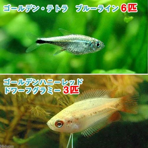 （熱帯魚）ゴールデンハニーレッド・ドワーフグラミー（３匹）＋ゴールデン・テトラ　ブルーライン（６匹）　北海道航空便要保温　ＣＲＣ13―32―15―00―00