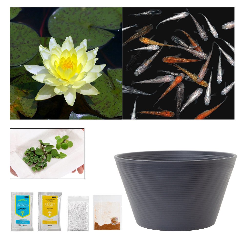 （ビオトープ）（めだか）ラメメダカ付き！チャームおすすめビオトープセット！　ジョイトモキック　スイレン　ビオトープ　本州四国限定　ＣＲＣ15―10―20―03―20