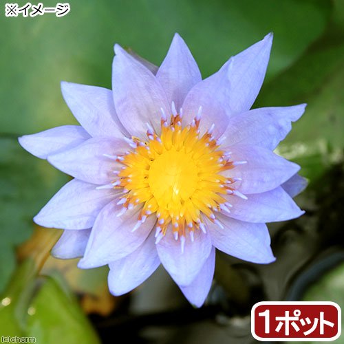 （ビオトープ）睡蓮　熱帯性睡蓮（スイレン）（青）　パメラ（１ポット）　ＣＲＣ15―10―23―40―00