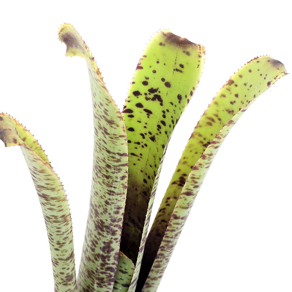 （観葉植物）ケスネリア　マルモラータ（１株）タンクブロメリア　ＣＲＣ17―80―40―00―00
