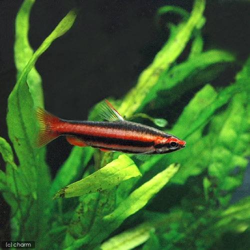 （熱帯魚）アークレッド・ペンシル（ワイルド）（３匹）　北海道・九州航空便要保温　ＣＲＣ13―20―10―45―00