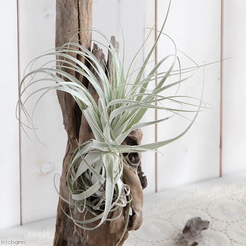 （観葉植物）エアープランツ　チランジア　ガルドネリー　Ｌサイズ（１株）　ＣＲＣ15―50―10―00―00