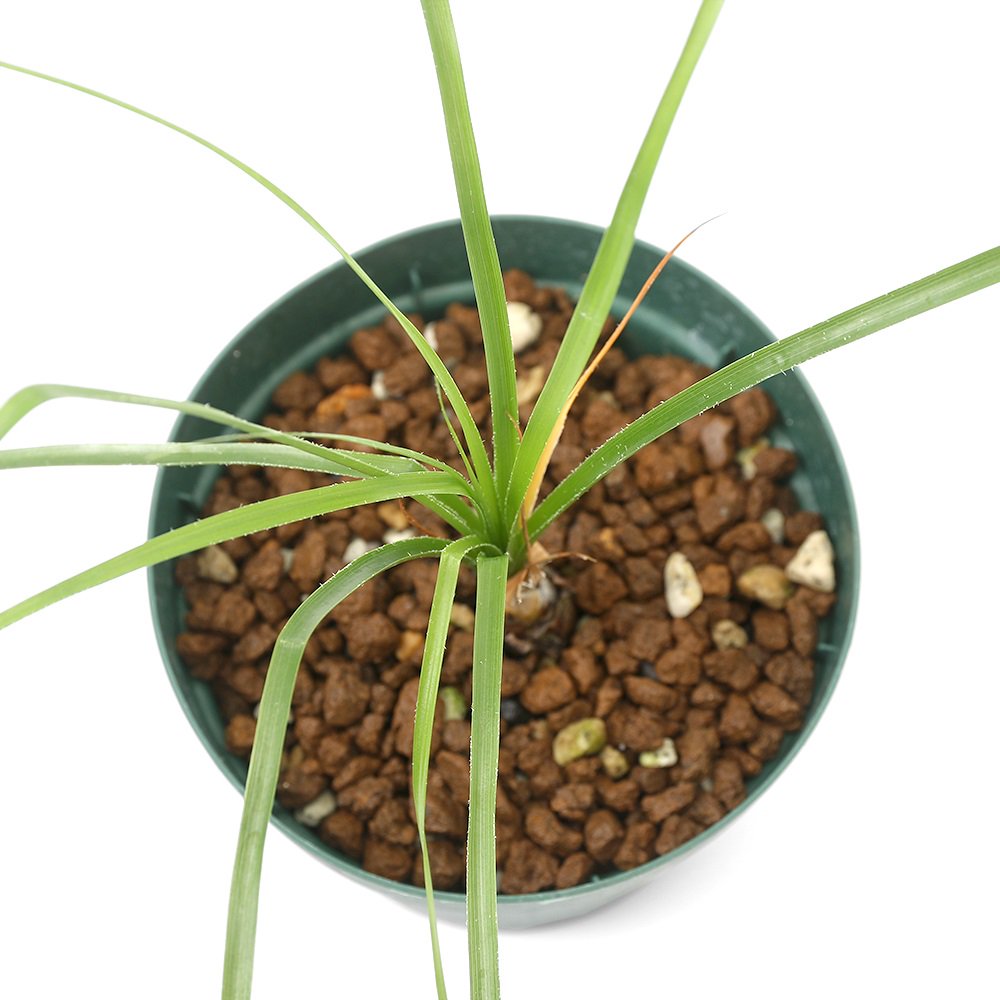 （観葉植物）ピトカイルニア　カルデナシィ（１株）ブロメリア　ＣＲＣ17―80―40―00―00
