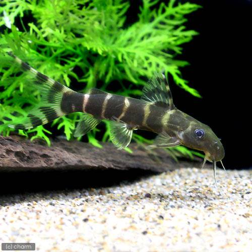 （熱帯魚）シノドンティス・ブリチャージ（１匹）　北海道・九州航空便要保温　ＣＲＣ13―46―00―00―00 5,508円