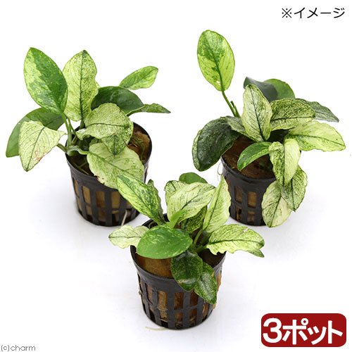 （水草）アヌビアスナナ　斑入り（水上葉）（３ポット分）　ＣＲＣ12―60―10―40―00 5,254円