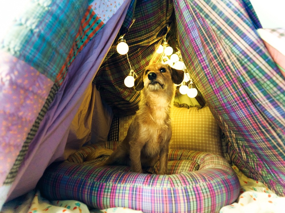 【COYSEIO】 25FW CHECK PET CUSHION : PURPLE