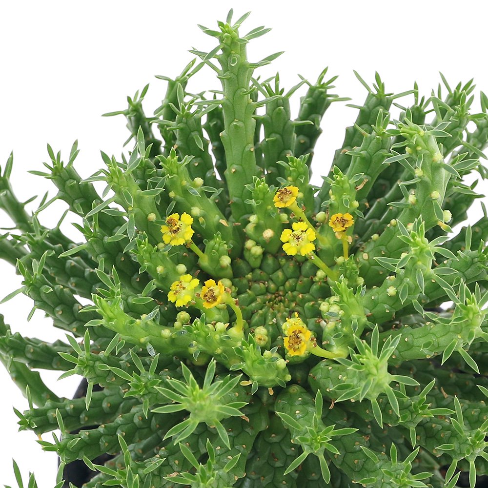 （多肉植物）ユーフォルビア　ゴルゴニス　３号（１鉢）　ＣＲＣ15―60―60―00―00